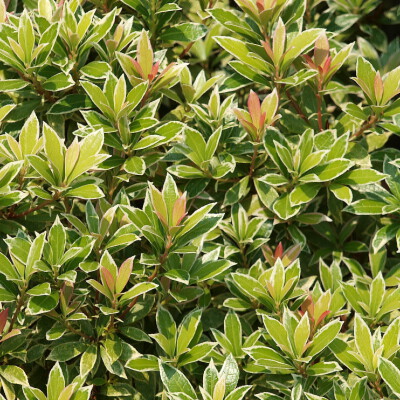 Pieris japonica variegata